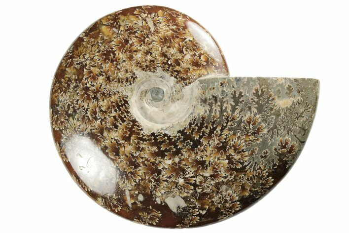 Polished Ammonite Fossil - Madagascar #191520